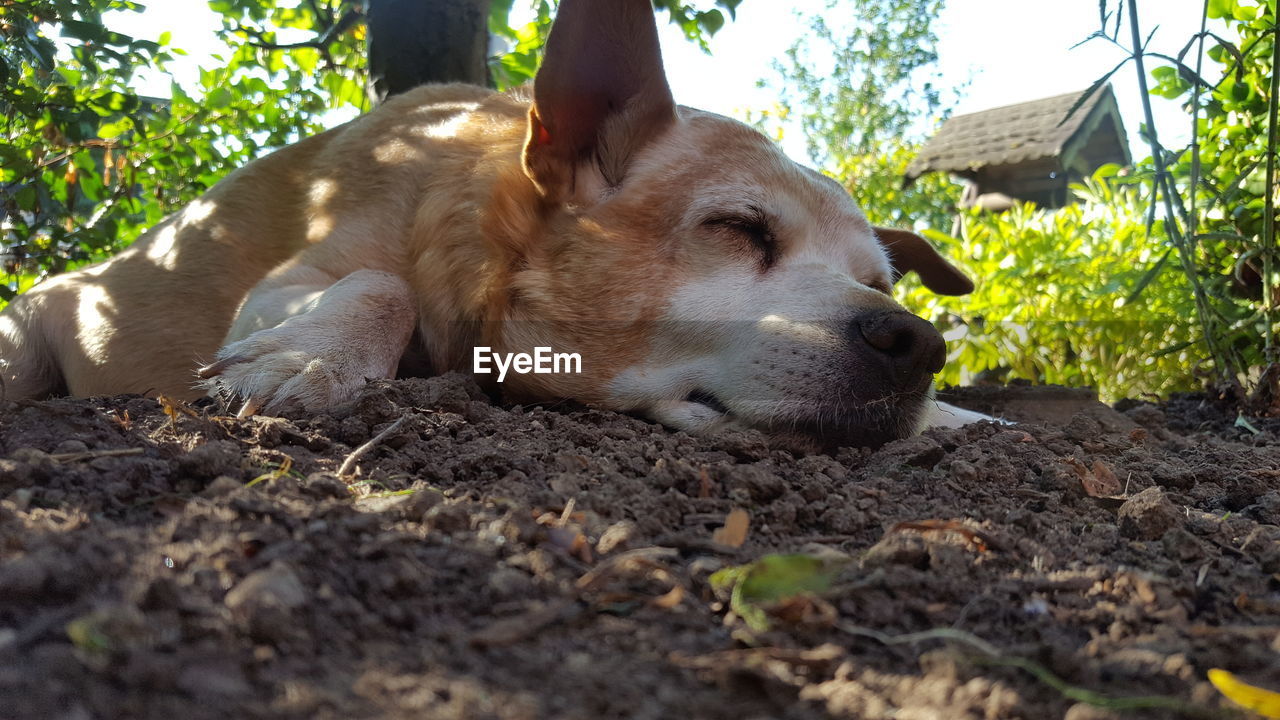 CLOSE-UP OF A DOG RESTING