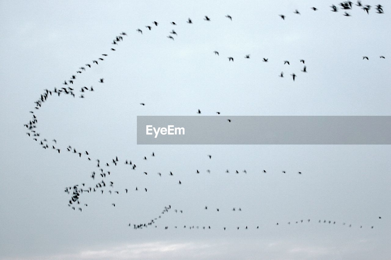 Low angle view of silhouette birds flying against sky