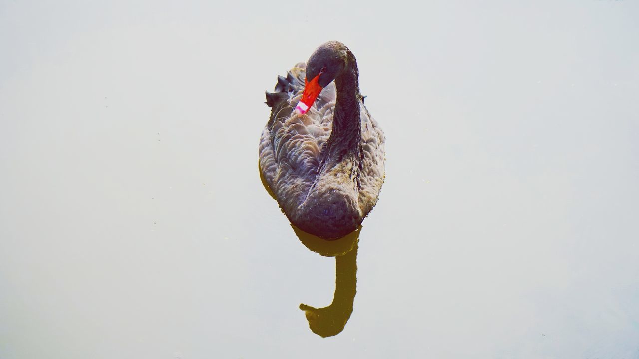 HIGH ANGLE VIEW OF BIRD SWIMMING IN LAKE