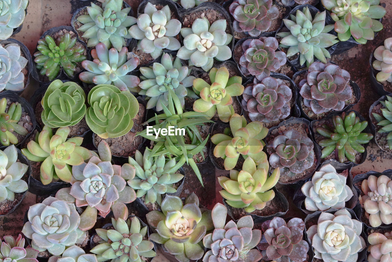 FULL FRAME SHOT OF SUCCULENT PLANTS