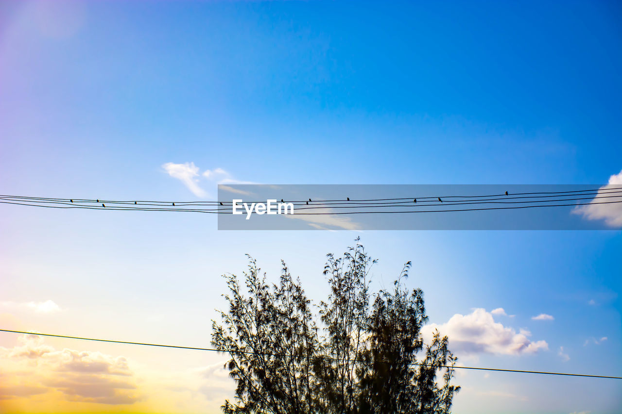 Low angle view of birds on cable against sky