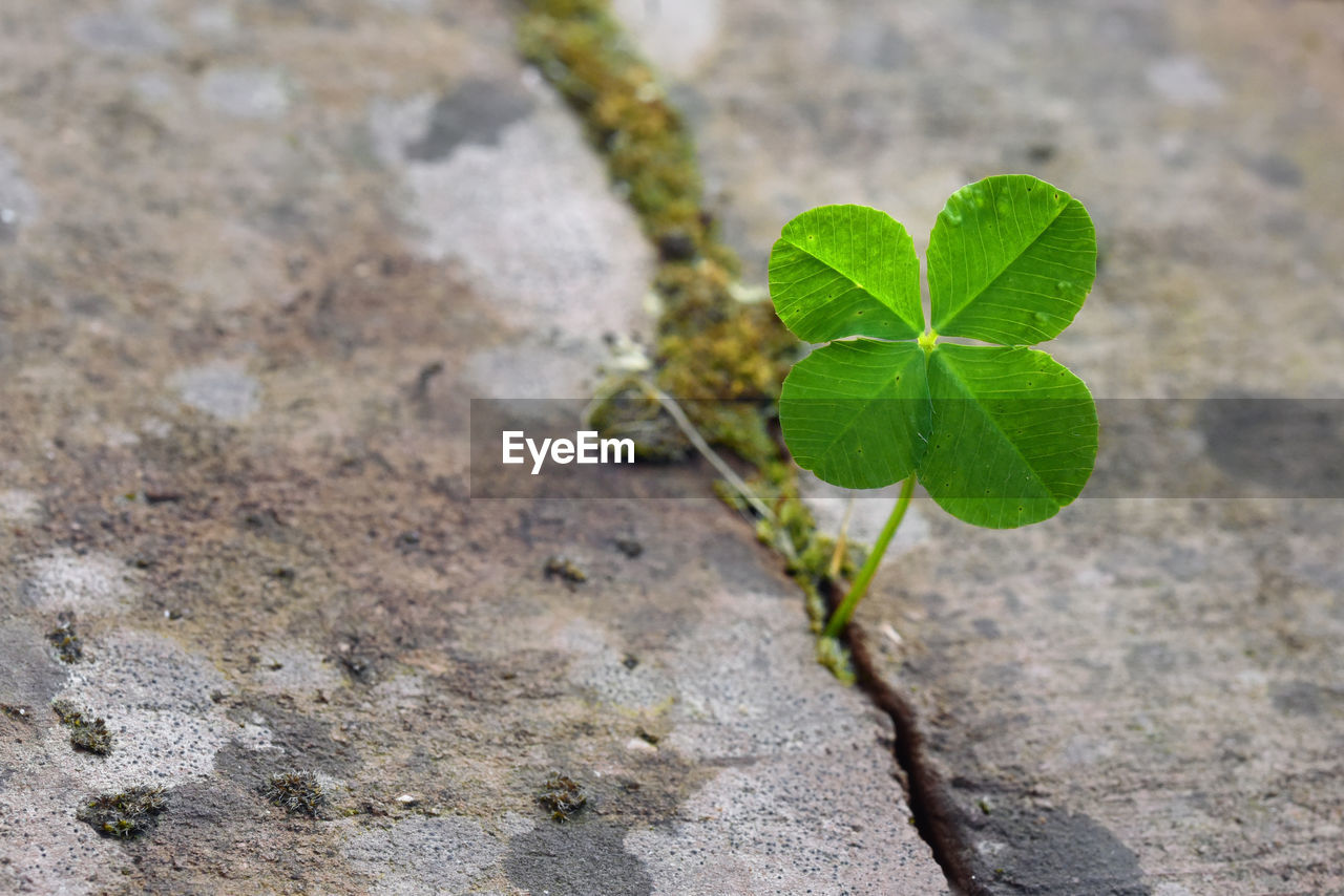 CLOSE-UP OF FRESH GREEN LEAF