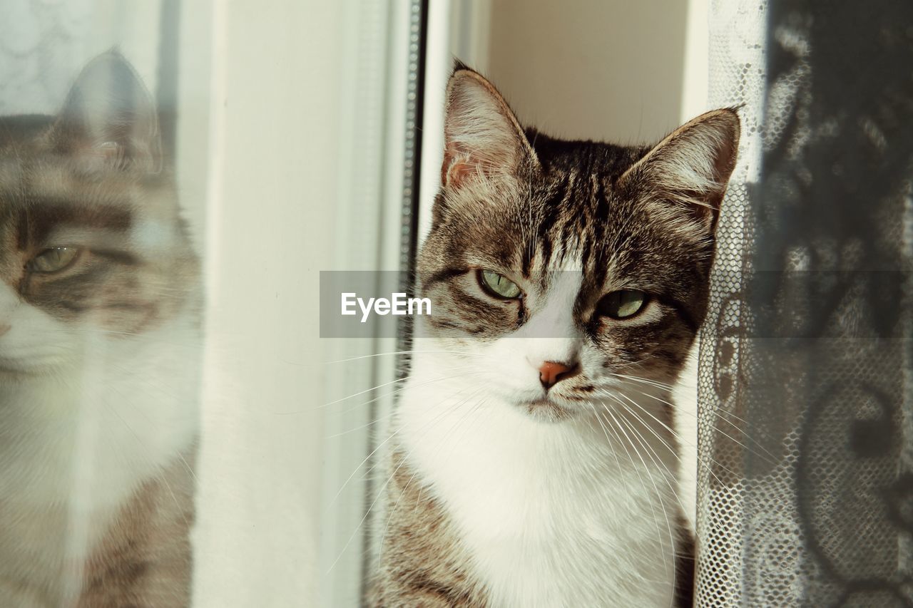 Close-up portrait of cat in front of window