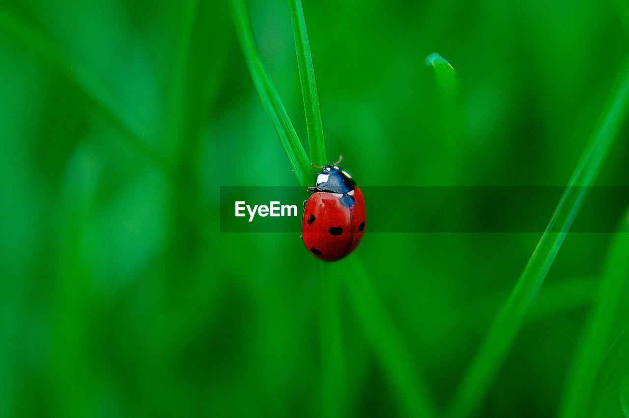 Ladybug upruse