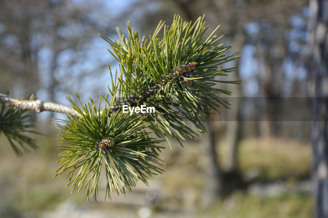 Close-up of pine tree during winter