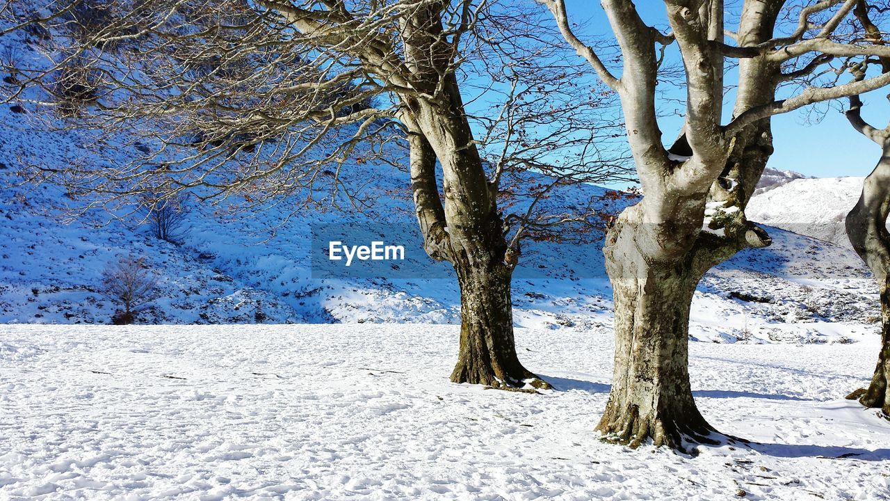 Bare trees on snowed landscape