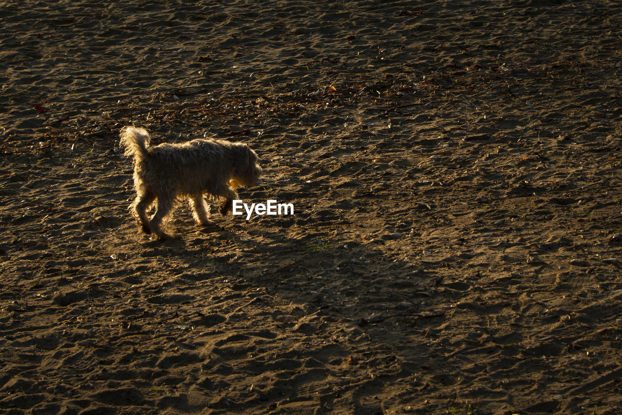 HIGH ANGLE VIEW OF A DOG ON BEACH