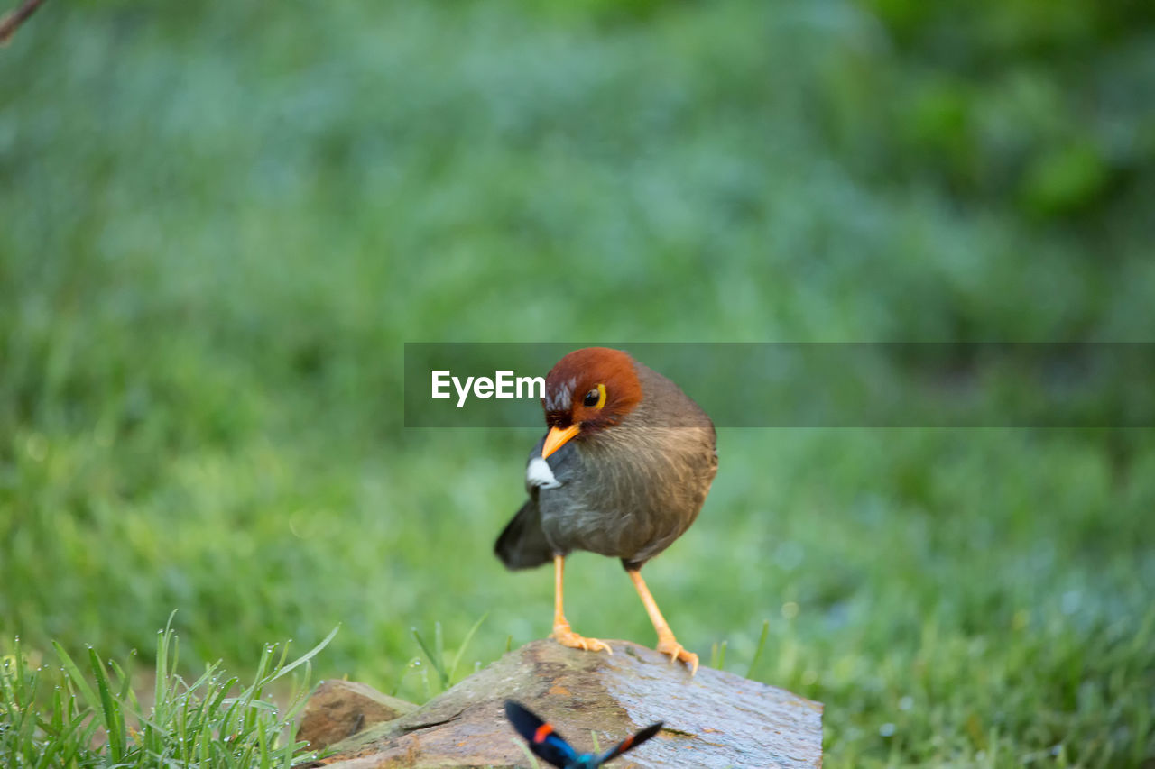 BIRD PERCHING ON WOOD