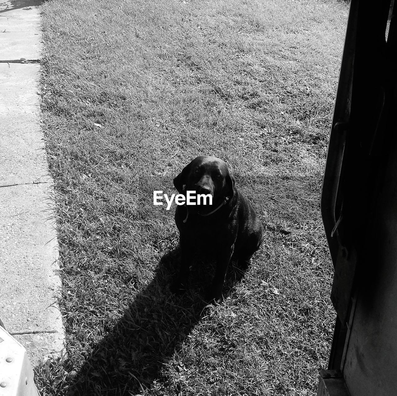 High angle view of dog sitting on field