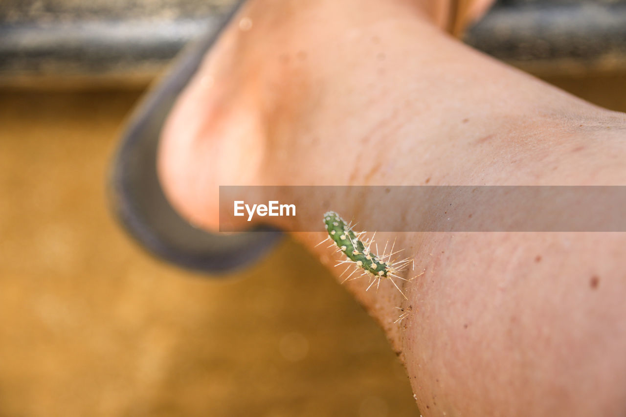 Close-up of insect on hand