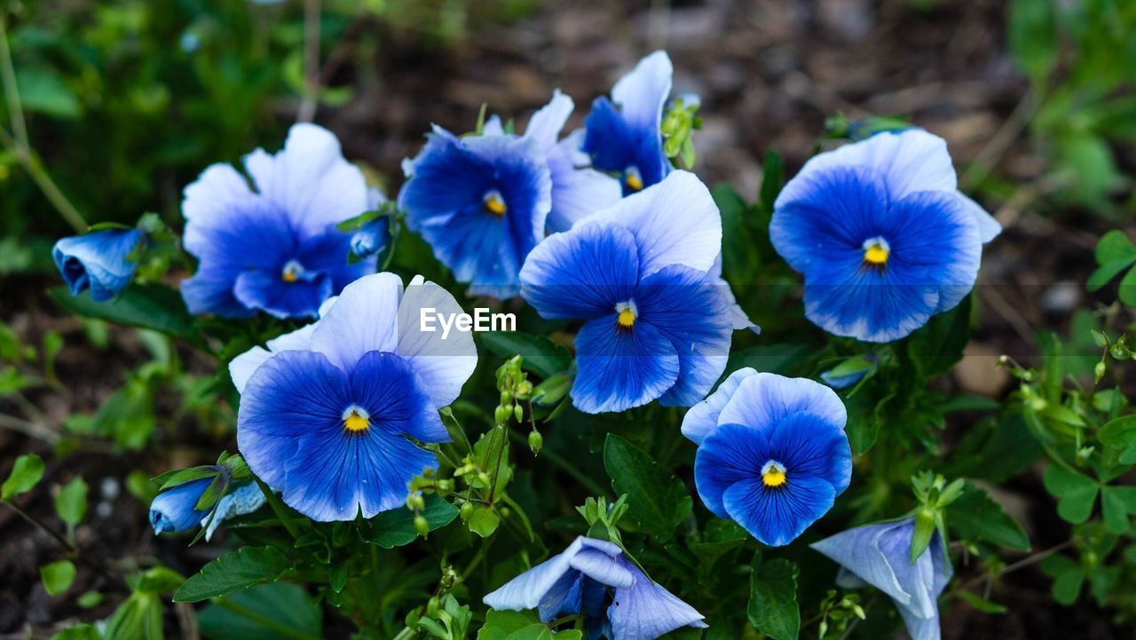 CLOSE-UP OF BLUE FLOWERS