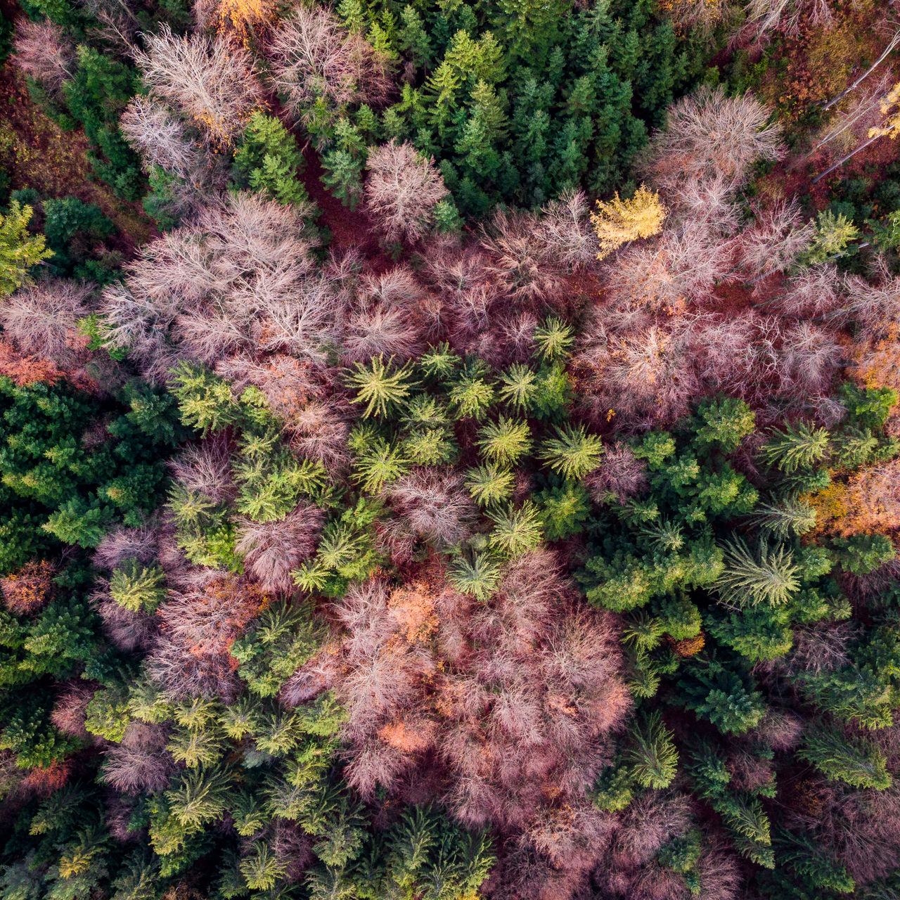 High angle view of trees in forest during autumn