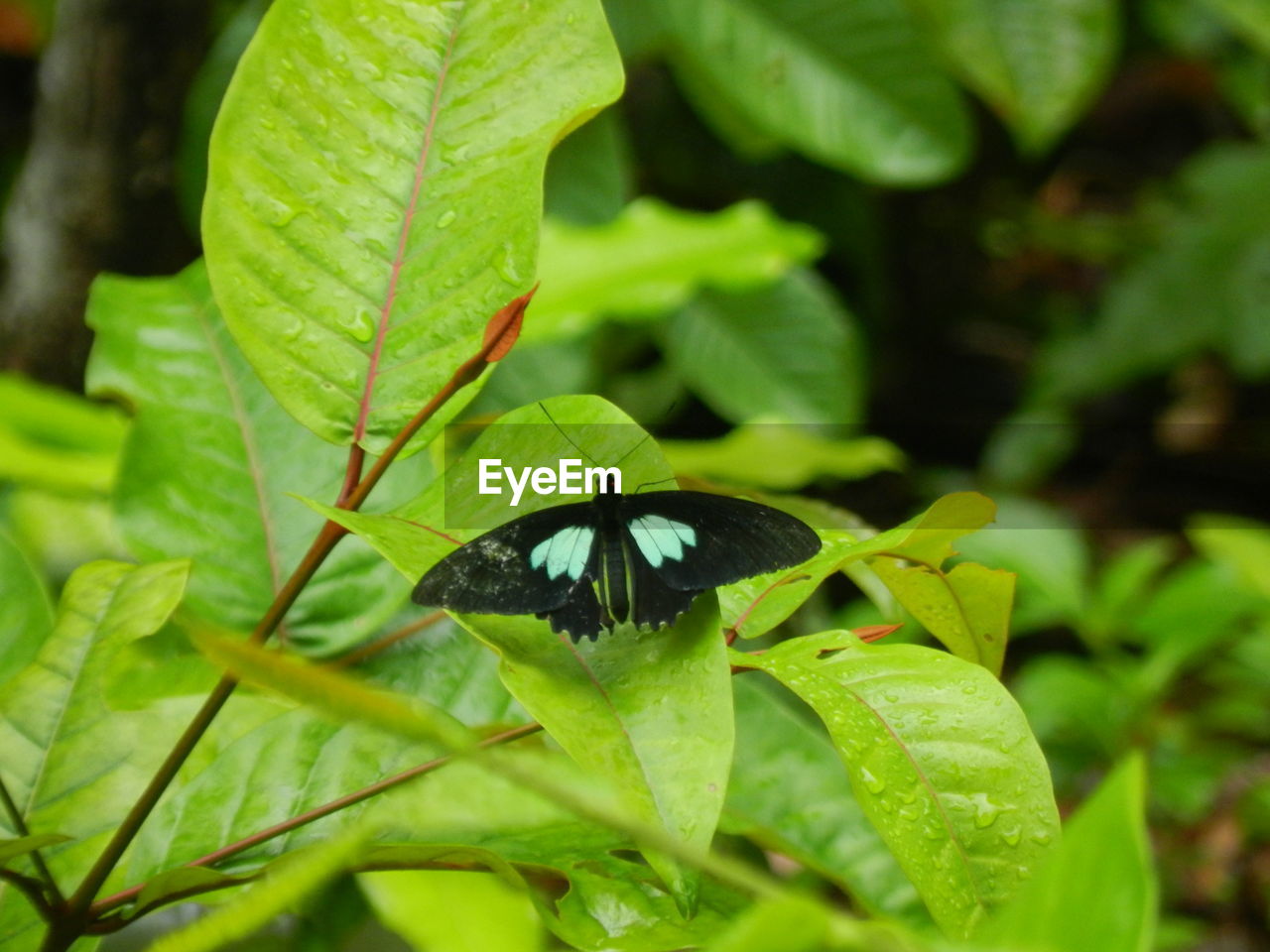 CLOSE-UP OF GREEN BUTTERFLY ON PLANT