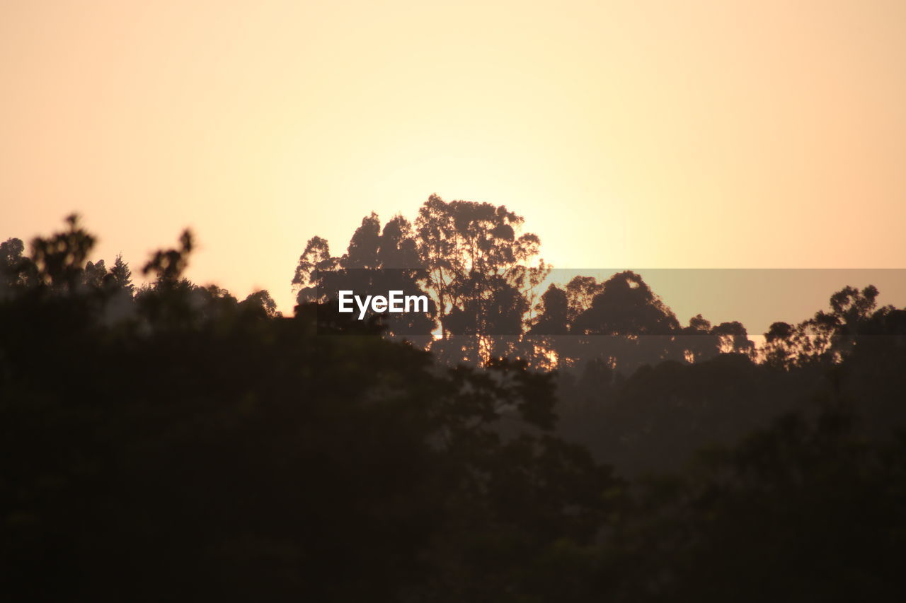 SILHOUETTE TREES AGAINST ORANGE SKY