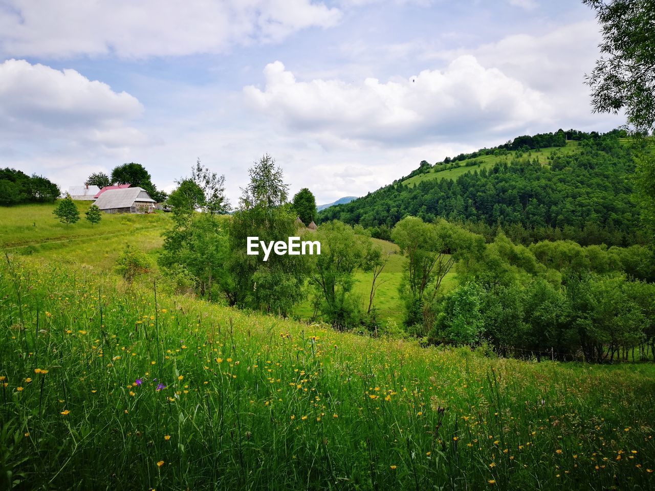 Scenic view of green landscape against sky