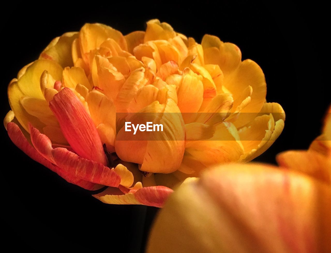 CLOSE-UP OF YELLOW ROSES AGAINST BLACK BACKGROUND