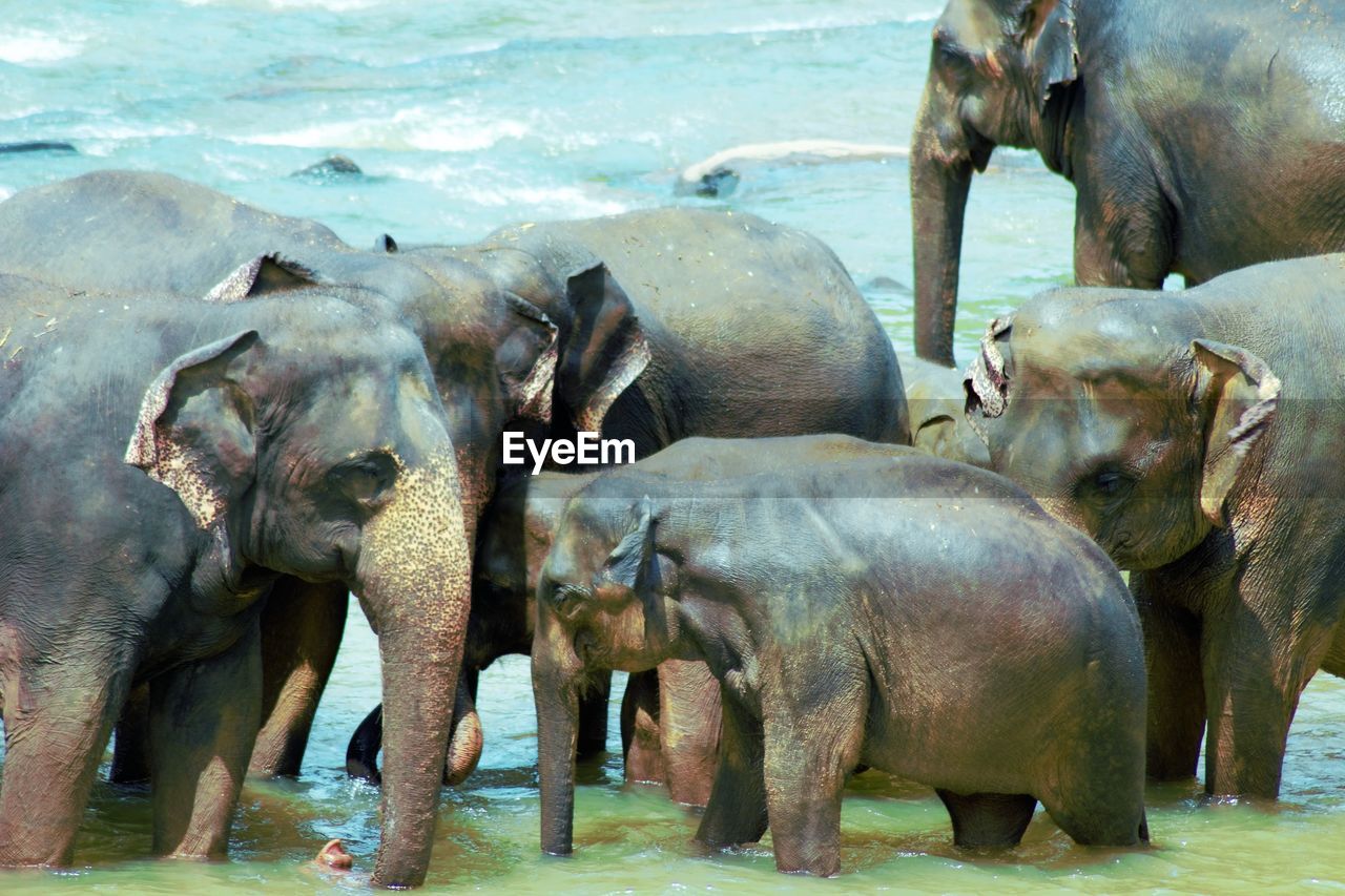 ELEPHANT IN WATER AT SHORE