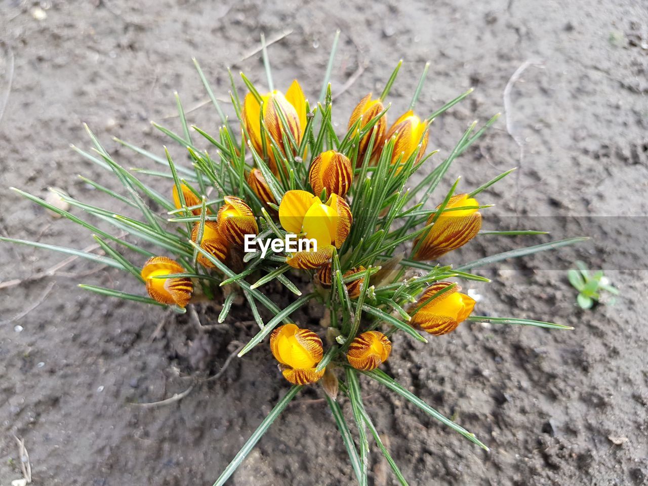 HIGH ANGLE VIEW OF YELLOW COSMOS FLOWER BLOOMING ON FIELD