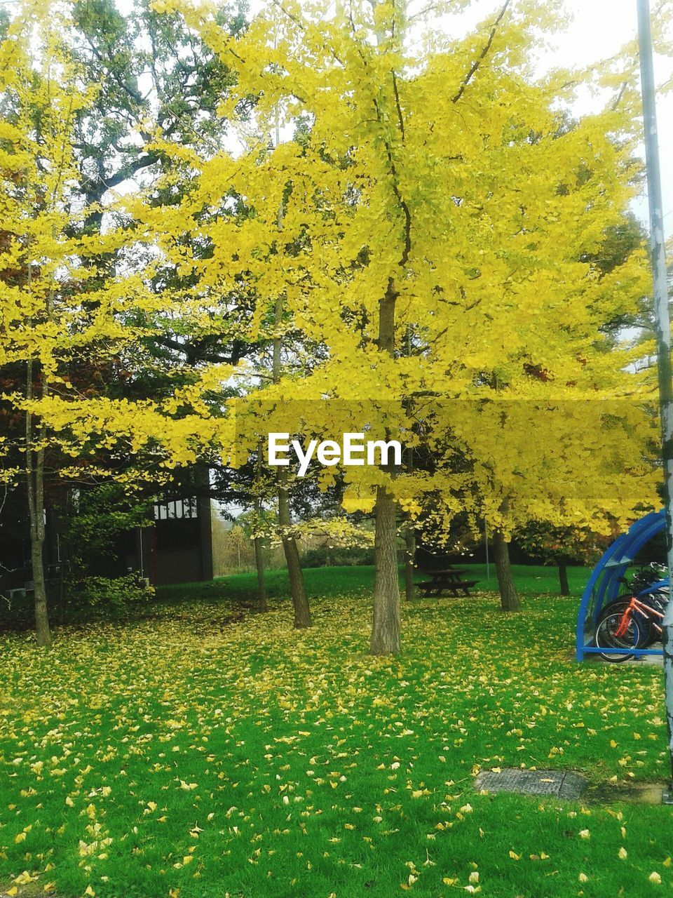 VIEW OF TREES IN PARK