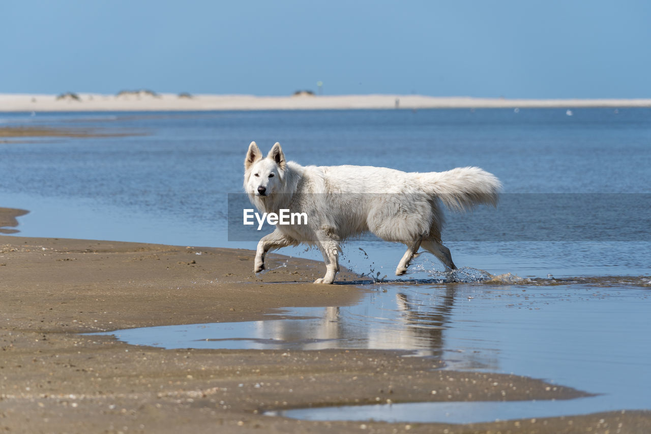 Milo on the beach