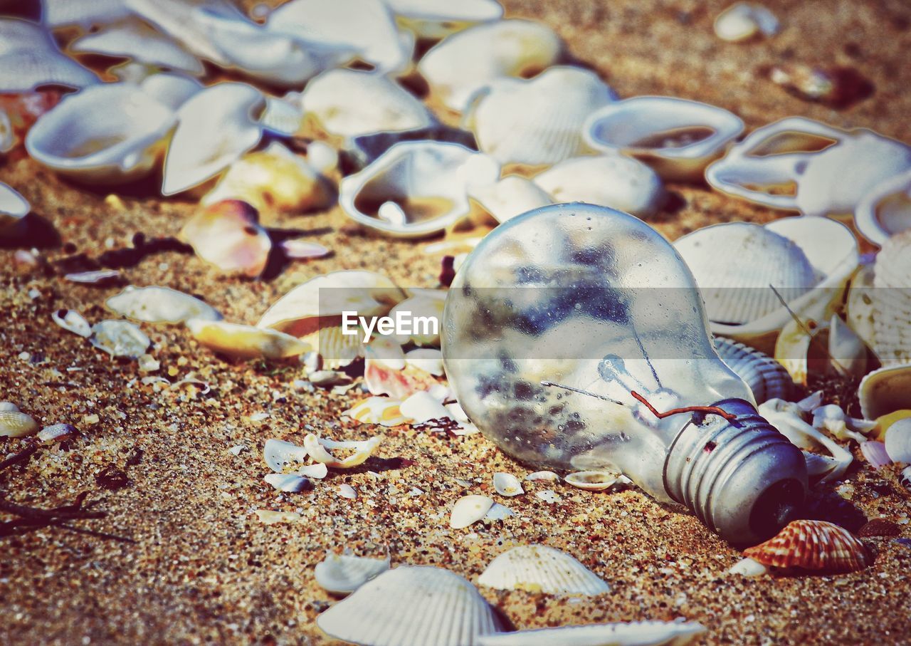 CLOSE-UP OF SEASHELL ON PEBBLES