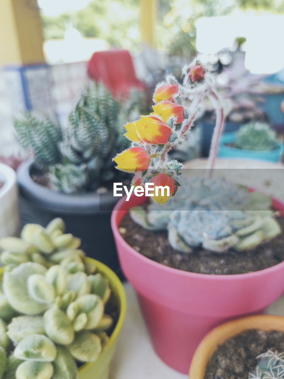 CLOSE-UP OF SUCCULENT PLANT IN POT