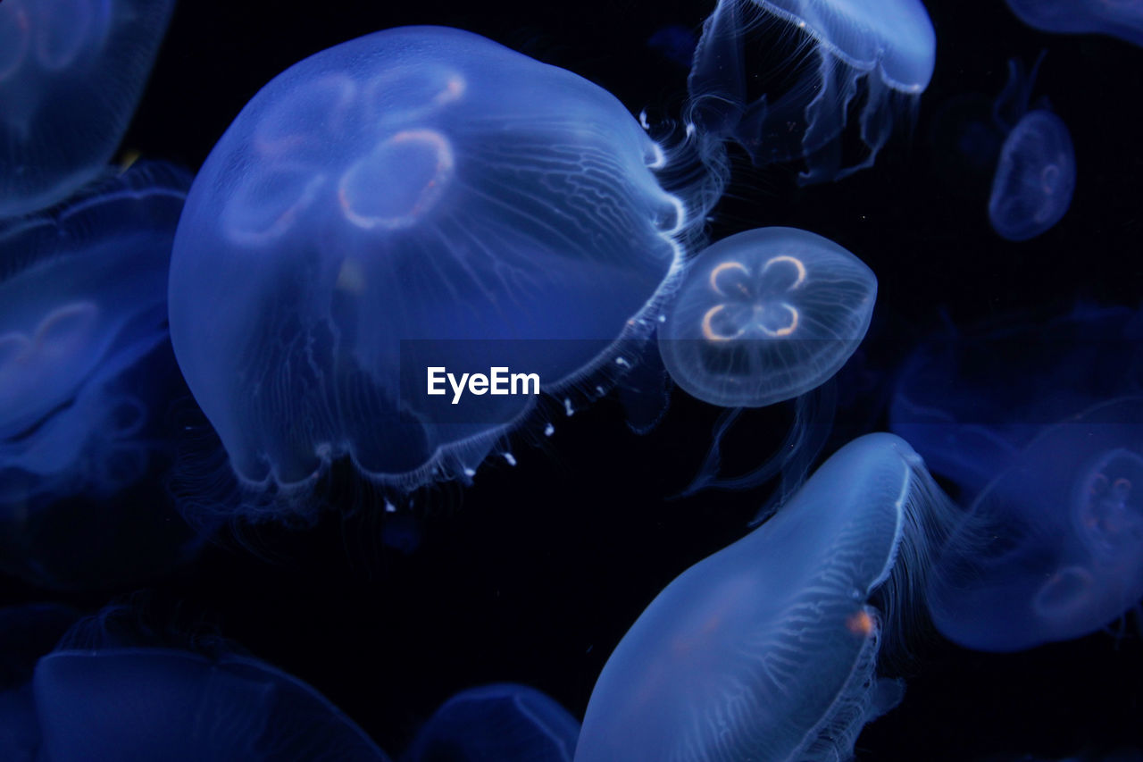 close-up of jellyfish swimming in aquarium