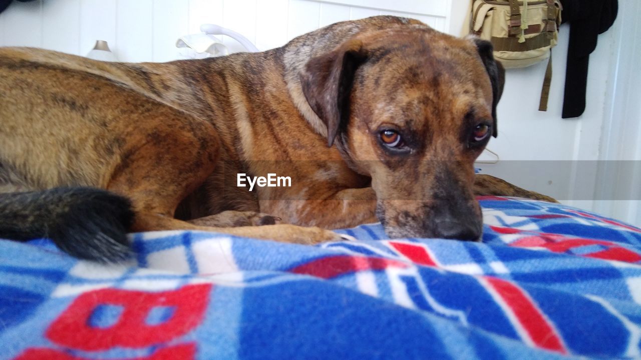 CLOSE-UP PORTRAIT OF DOG RESTING ON BED