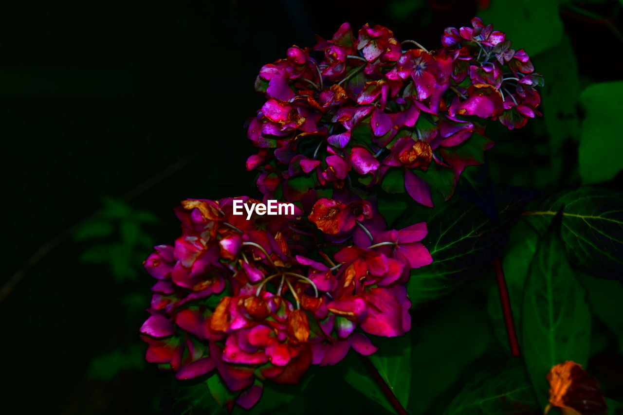 Close-up of pink flowering plant at black background