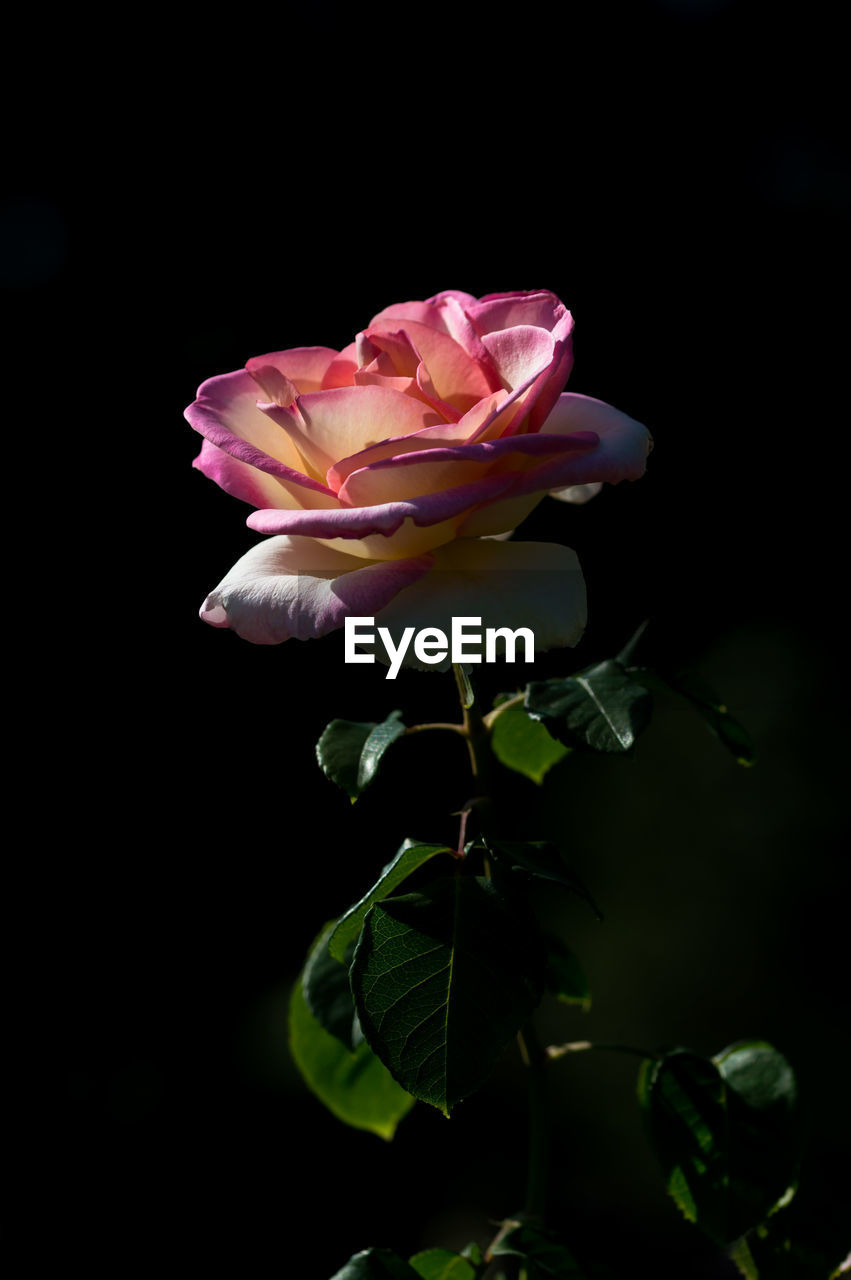 Close-up of pink rose