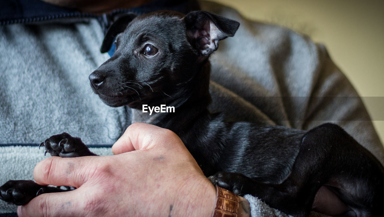 LOW SECTION OF MAN HOLDING PUPPY ON FLOOR