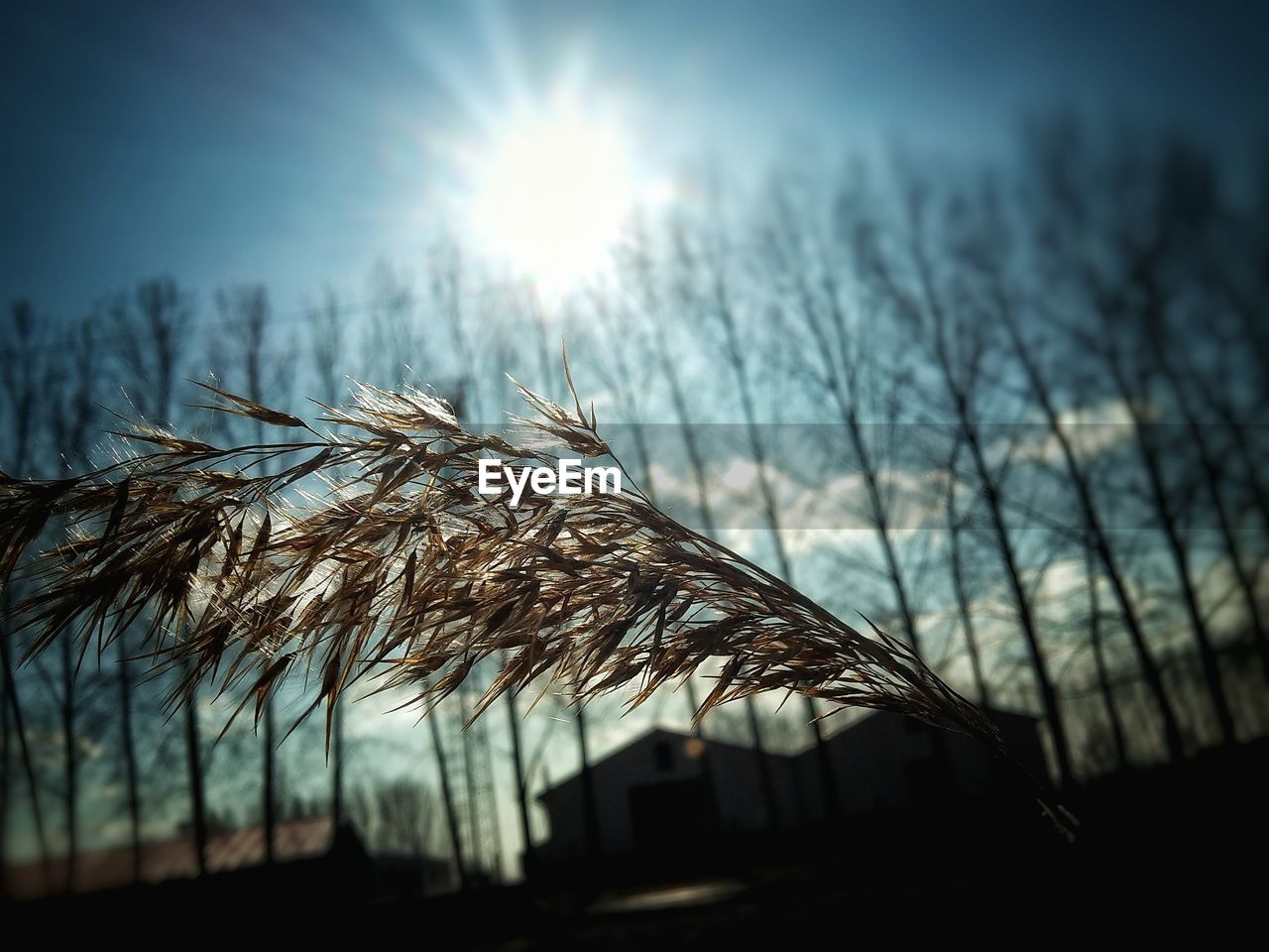 BARE TREES AGAINST SKY