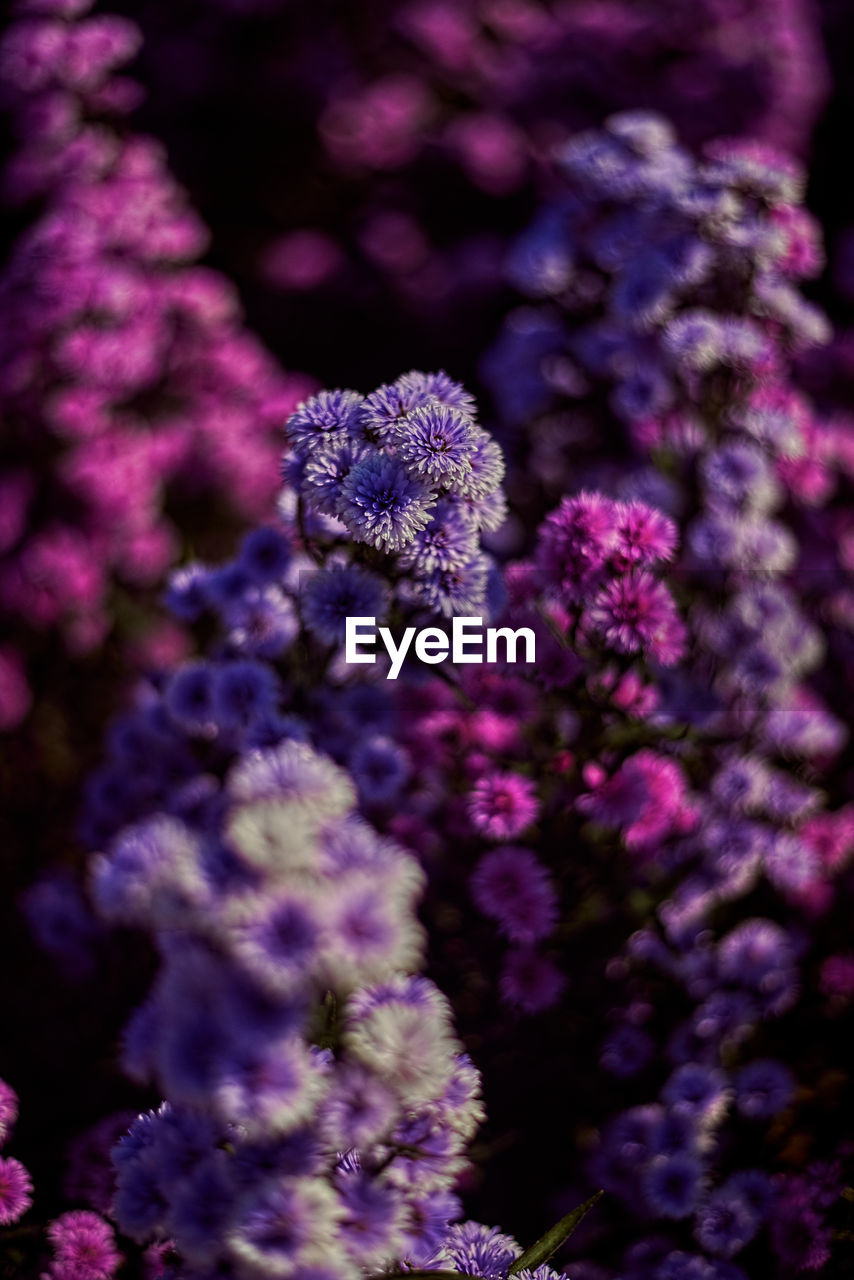 Close-up of purple flowering plant