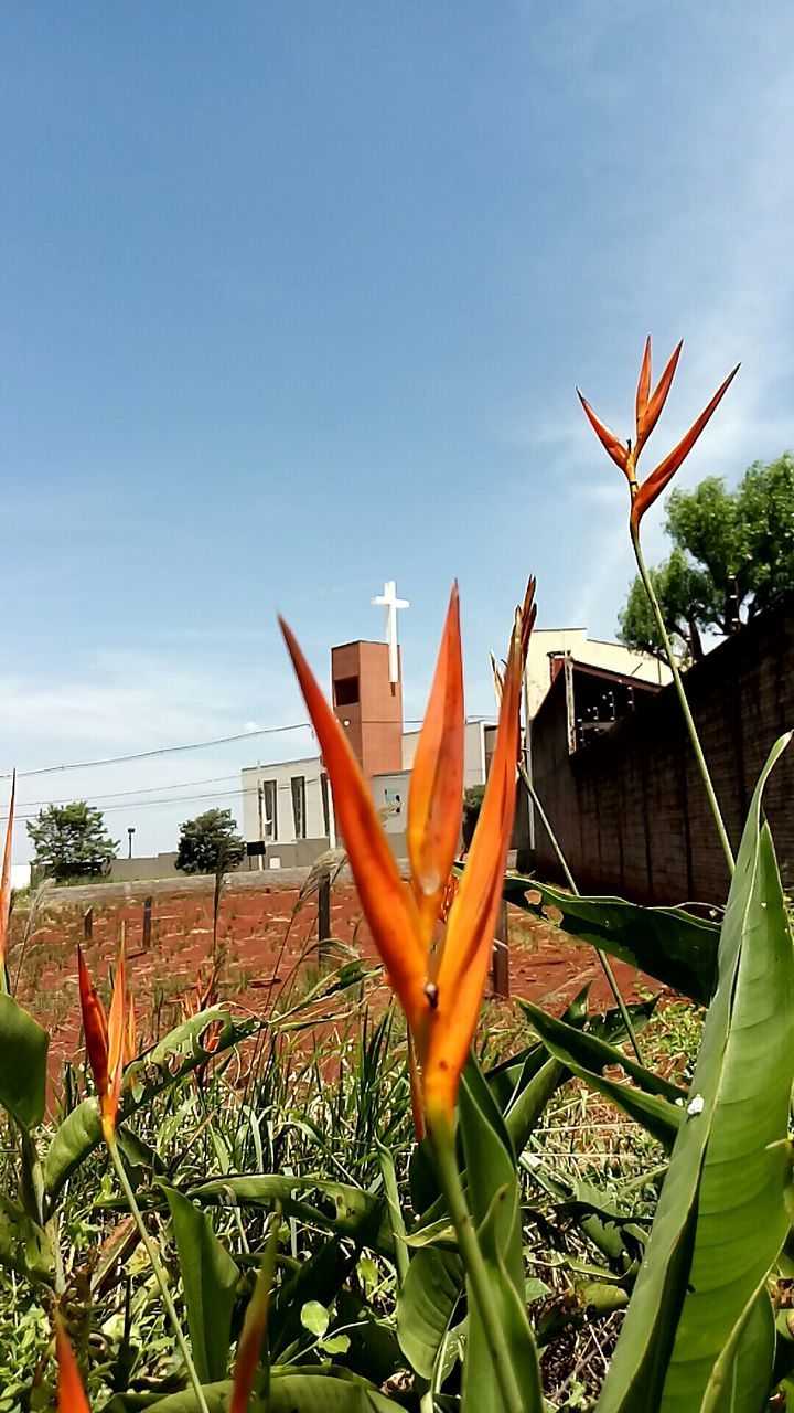 FLOWERS GROWING AGAINST SKY