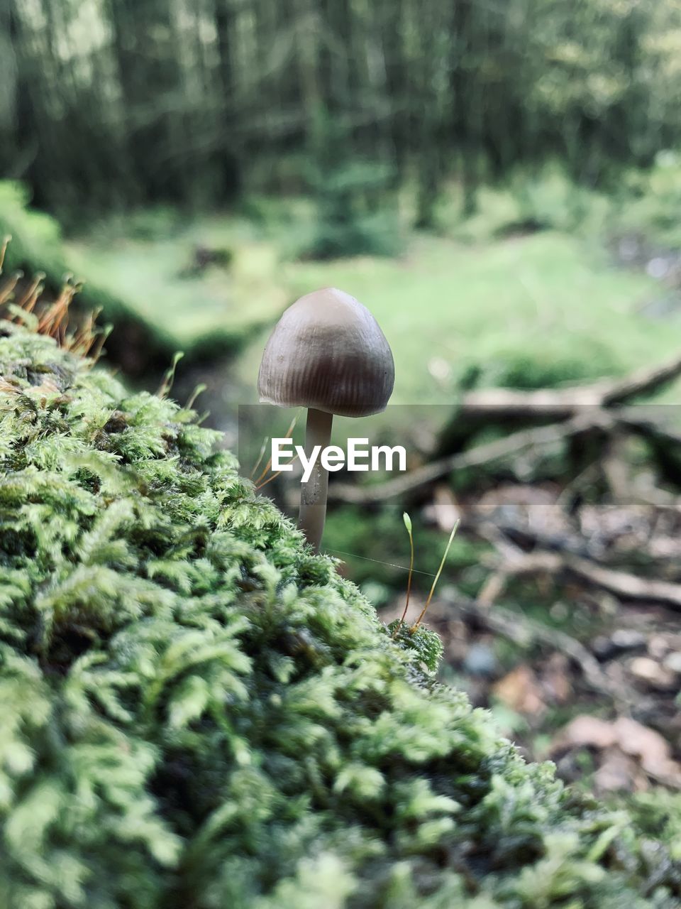 Mushroom in wicklow