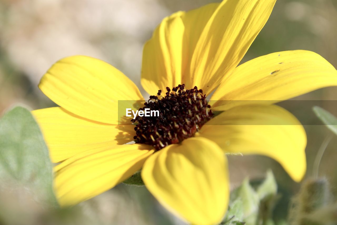 flower, flowering plant, plant, freshness, yellow, beauty in nature, flower head, fragility, close-up, petal, growth, nature, macro photography, inflorescence, pollen, selective focus, no people, wildflower, outdoors, botany, springtime, animal wildlife, summer, insect, blossom, animal, focus on foreground, animal themes, sunflower, macro, day, black-eyed susan