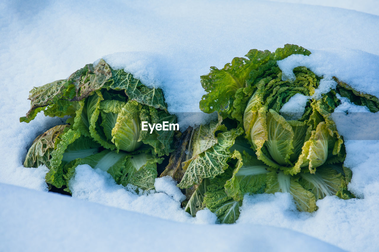 HIGH ANGLE VIEW OF VEGETABLES ON TABLE IN WINTER