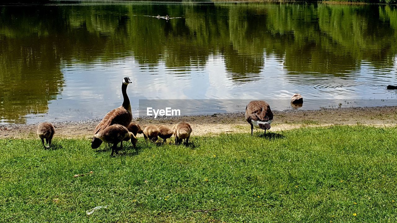 FLOCK OF SHEEP IN LAKE