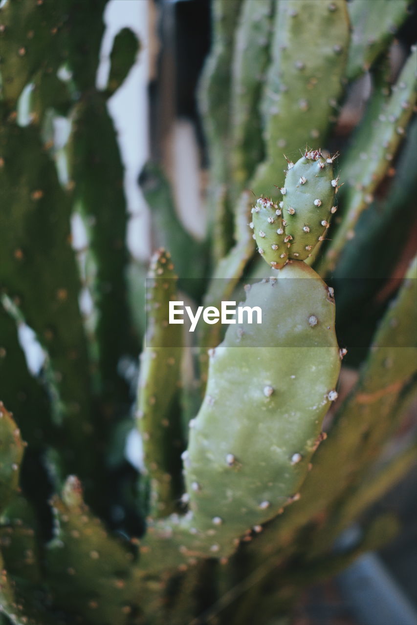 CLOSE-UP OF FRESH CACTUS