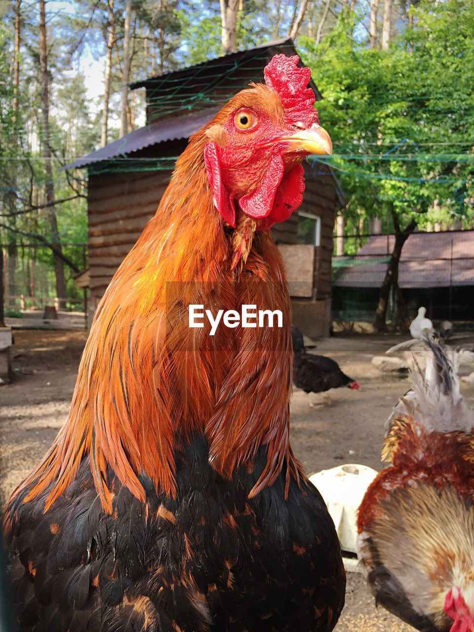 Close-up of rooster on field