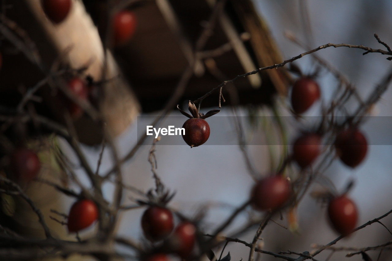 red, fruit, branch, healthy eating, food, food and drink, macro photography, tree, autumn, rose hip, plant, no people, leaf, flower, close-up, focus on foreground, spring, twig, nature, berry, cherry, selective focus, wellbeing, freshness, produce, day, outdoors, hanging, winter