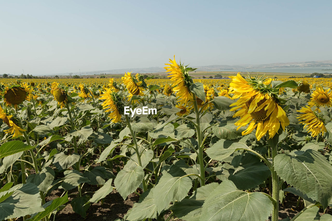 Sunflowers blooming on field against sky