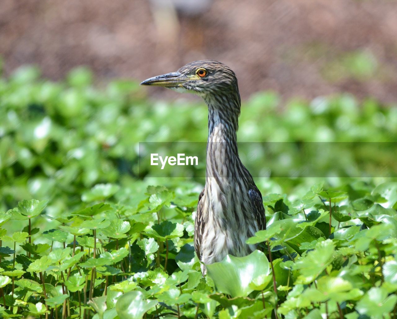 CLOSE-UP OF GRAY HERON