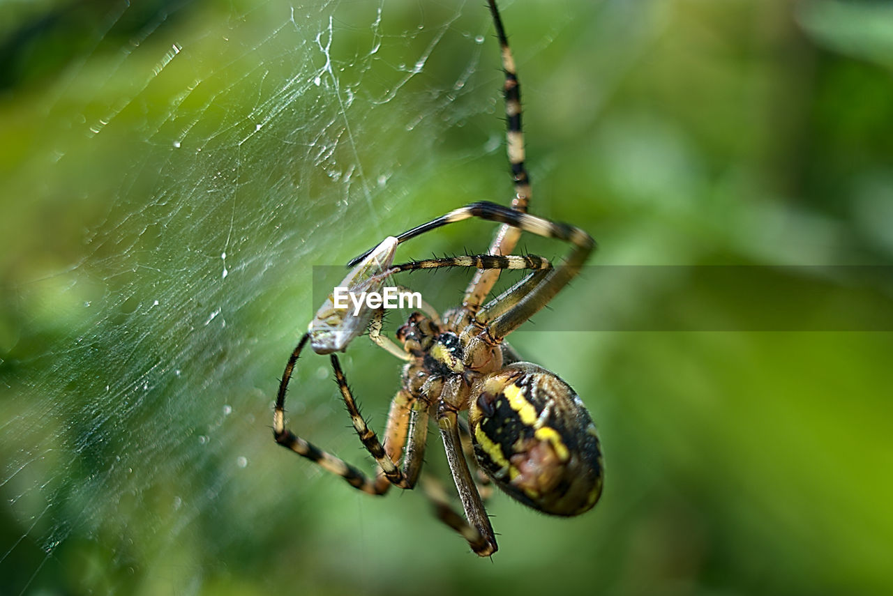 SPIDER ON WEB