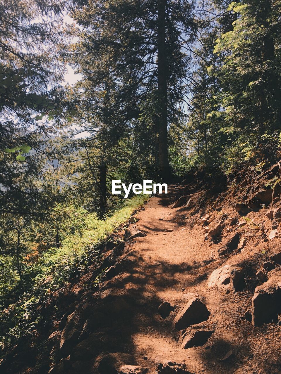 Dirt road passing through forest