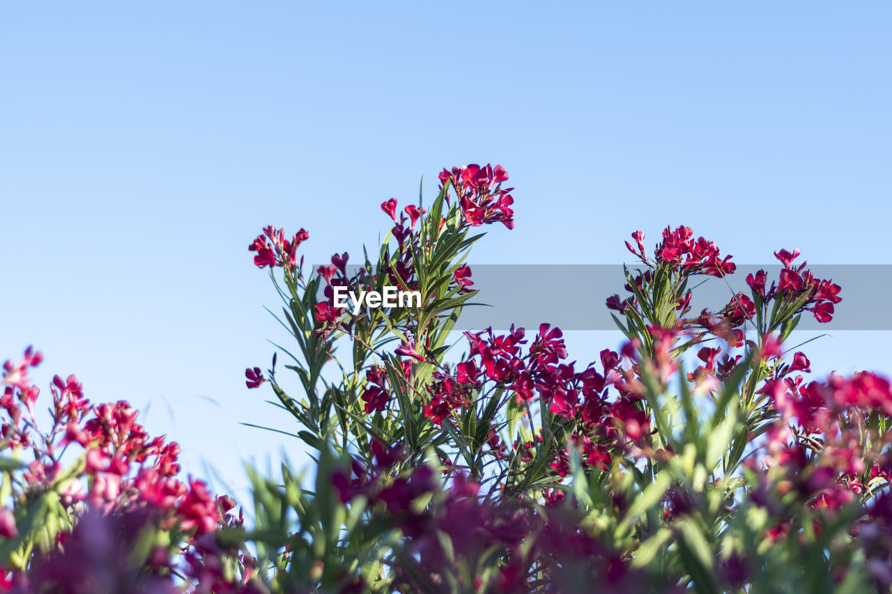 LOW ANGLE VIEW OF FLOWERING PLANTS AGAINST CLEAR SKY