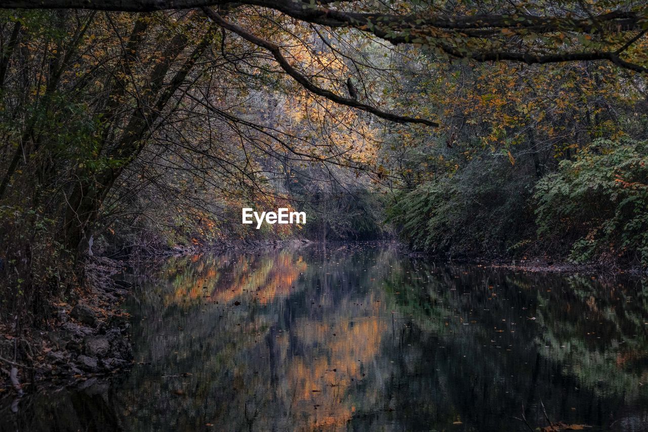 Trees growing in forest during autumn