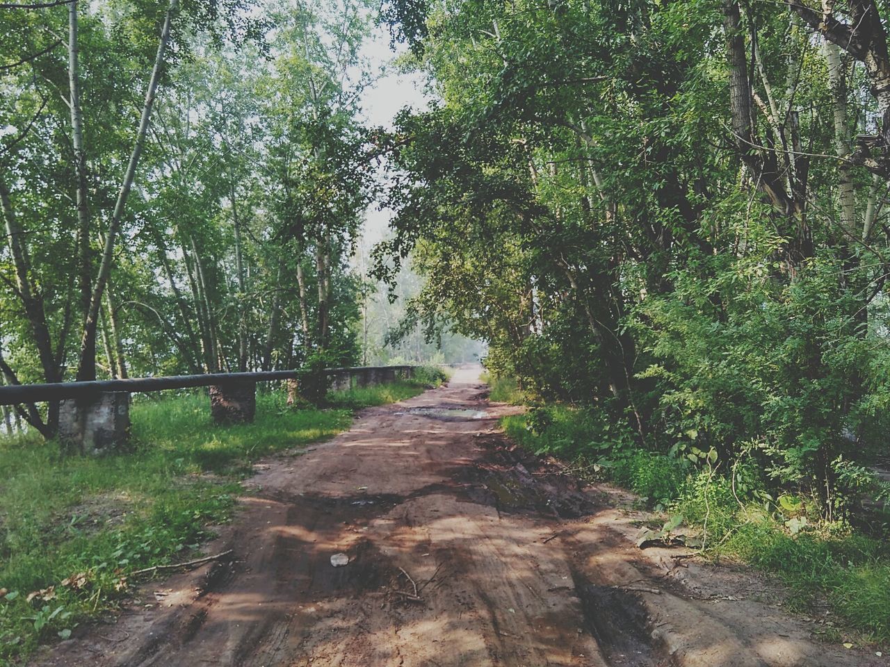 VIEW OF FOREST