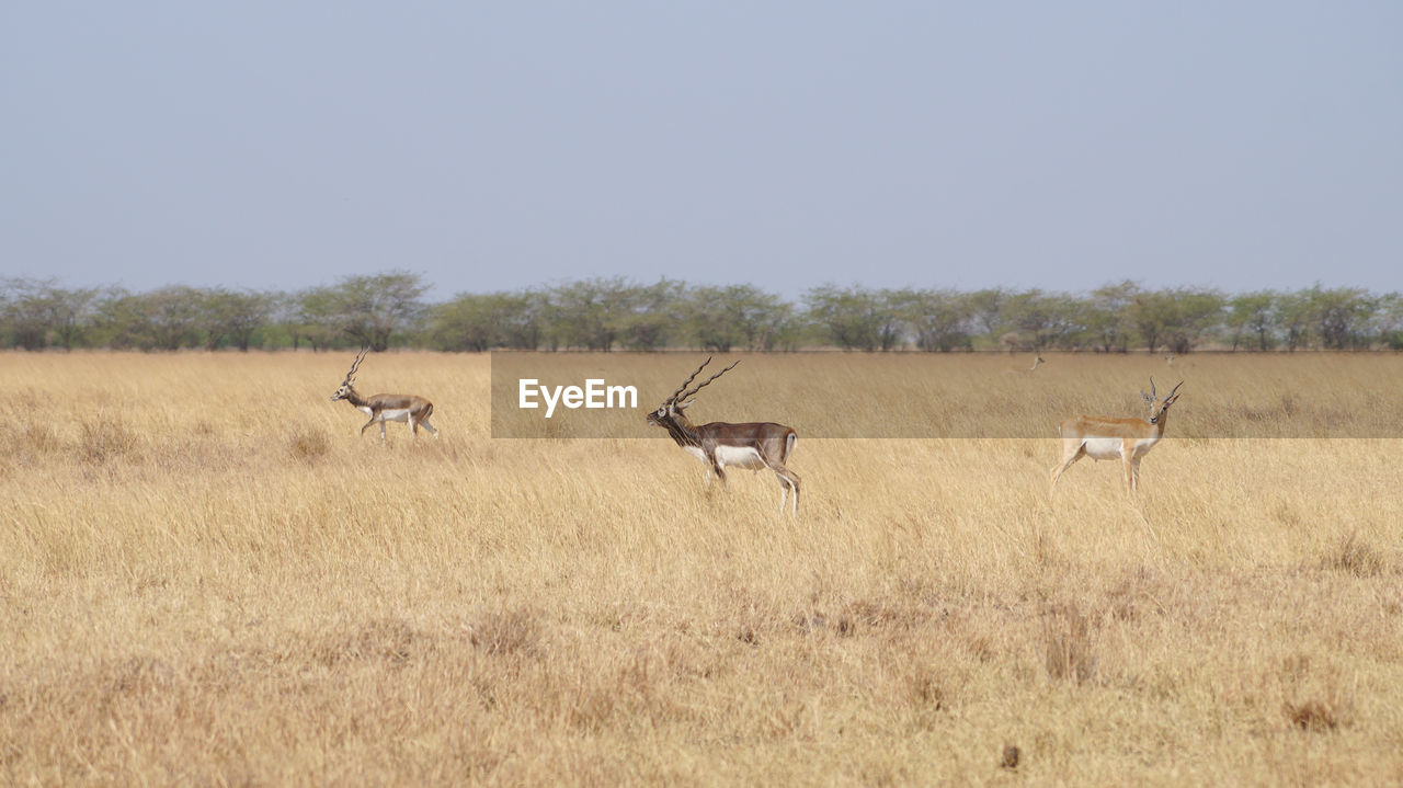 VIEW OF ANIMALS ON FIELD