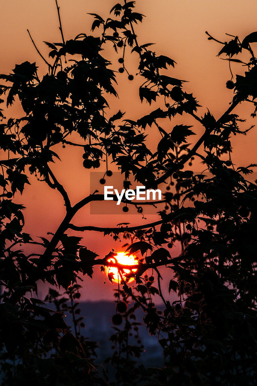 SILHOUETTE TREE AGAINST ORANGE SKY